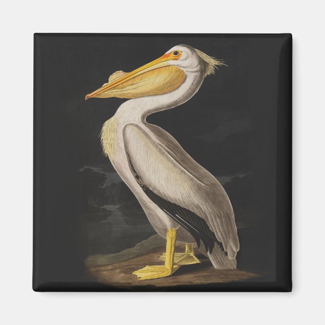 Audubon White Pelican Print Magnet (Framsidan)