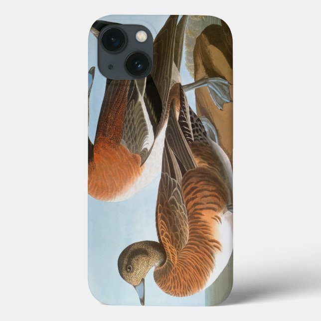 Audubon: Wigeon (Baksida)