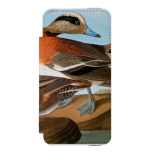 Audubon: Wigeon