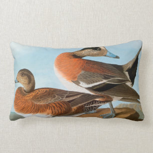 Audubon: Wigeon Lumbarkudde
