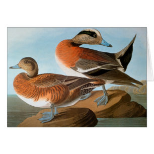 Audubon: Wigeon OBS Kort