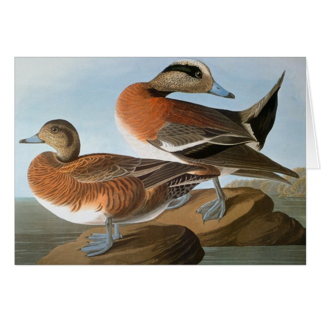 Audubon: Wigeon OBS Kort (Framsidan Horizontal)
