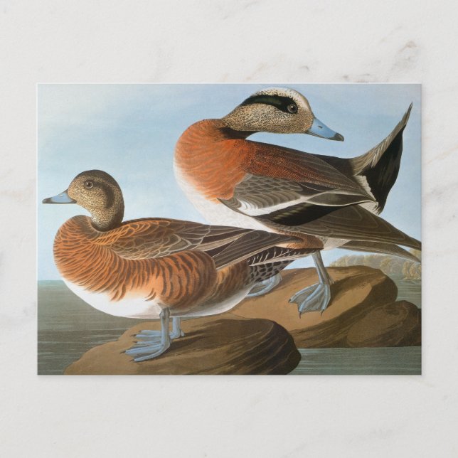 Audubon: Wigeon Vykort (Framsida)