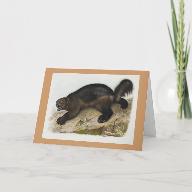 Audubon - Wolverine Kort (Framsida)