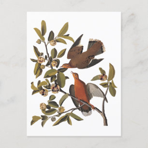 Audubon Zenaida-Duva med blommor Vykort