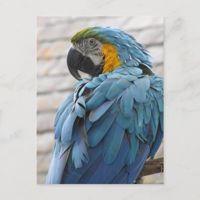 Audubon Zoo Vykort (Framsida)
