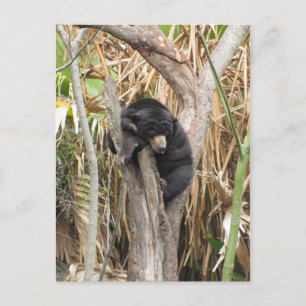 Audubon Zoo Vykort
