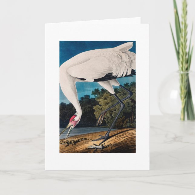 Audubons amerikan som förenar kranen kort (Framsida)