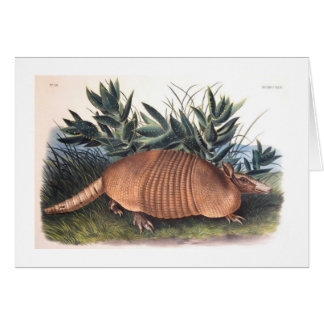 Audubons bältdjur hälsningskort