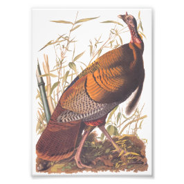 Audubon's Birds of America Vild Turkey Autumn Bird Fototryck