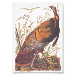 Audubon's Birds of America Vild Turkey Autumn Bird Fototryck