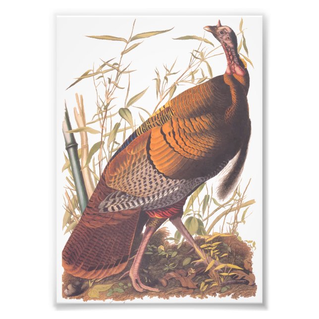 Audubon's Birds of America Vild Turkey Autumn Bird Fototryck (Framsidan)