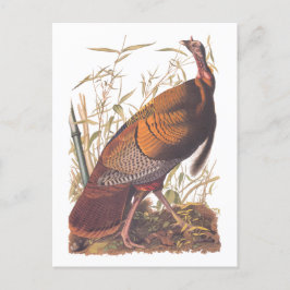 Audubon's Birds of America Vild Turkey Autumn Bird Vykort