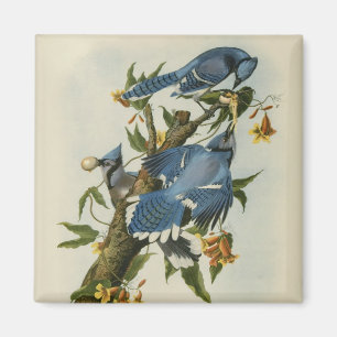 Audubons Blue Jays Magnet
