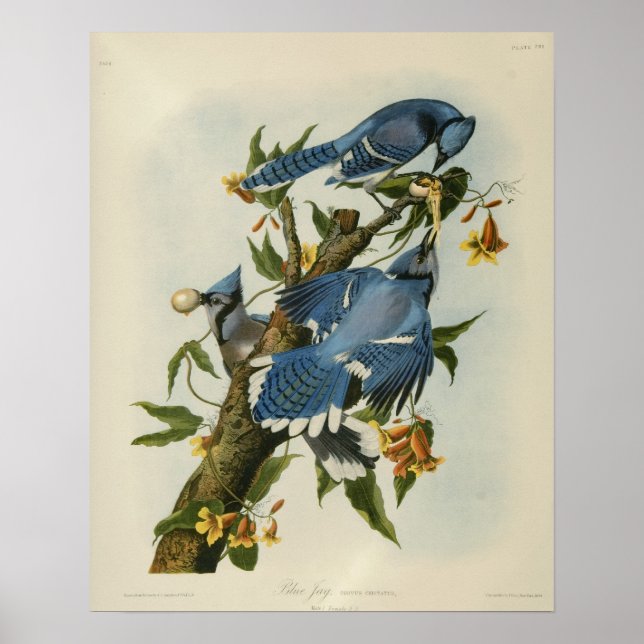Audubon's Blue Jays Poster (Framsidan)