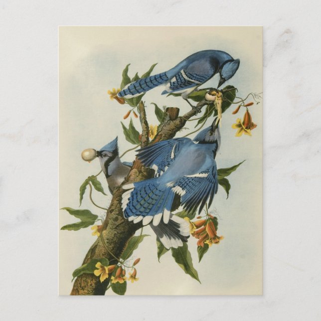 Audubon's Blue Jays Vykort (Framsida)