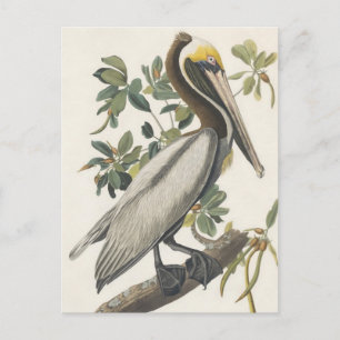 Audubon's Brown Pelican Vykort