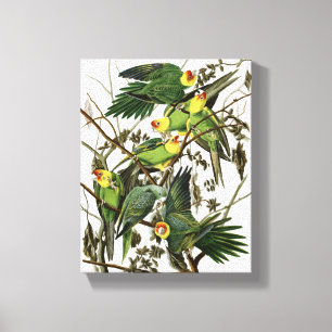 Audubon's Carolina Parakeet Canvastryck