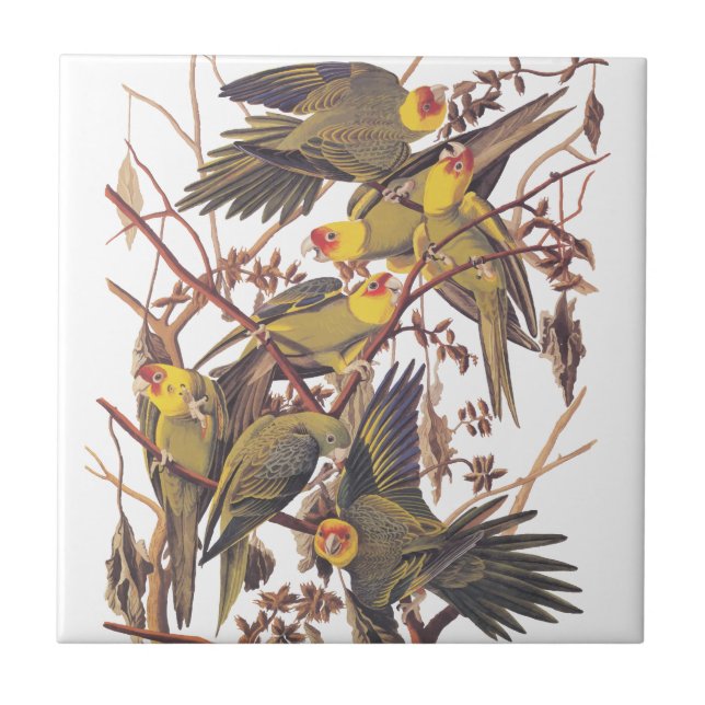 Audubon's Carolina Parakeet Kakelplatta (Framsidan)