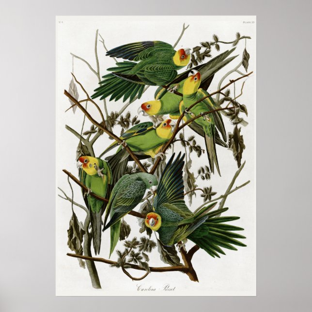 Audubon's Carolina Parakeet Poster (Framsidan)