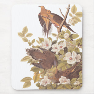 Audubon's Carolina Turtle Dove Musmatta