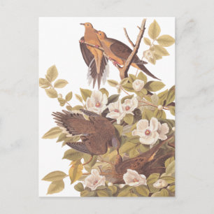 Audubon's Carolina Turtle Dove Vykort