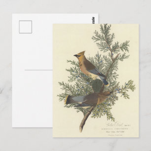 Audubon's Cedar Waxwing Bird Painting Vykort