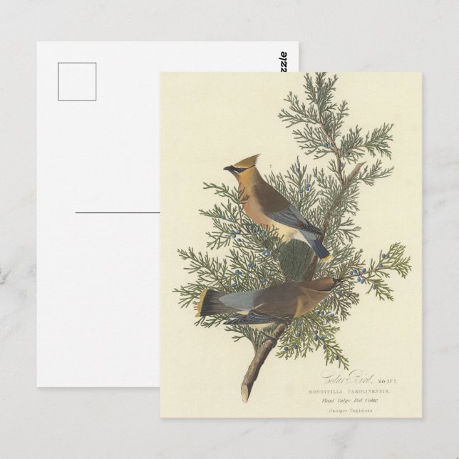 Audubon's Cedar Waxwing Bird Painting Vykort (Fram/baksida)