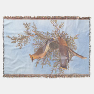 Audubon's Cedar Waxwing Bird Pair on Evergreen Filt