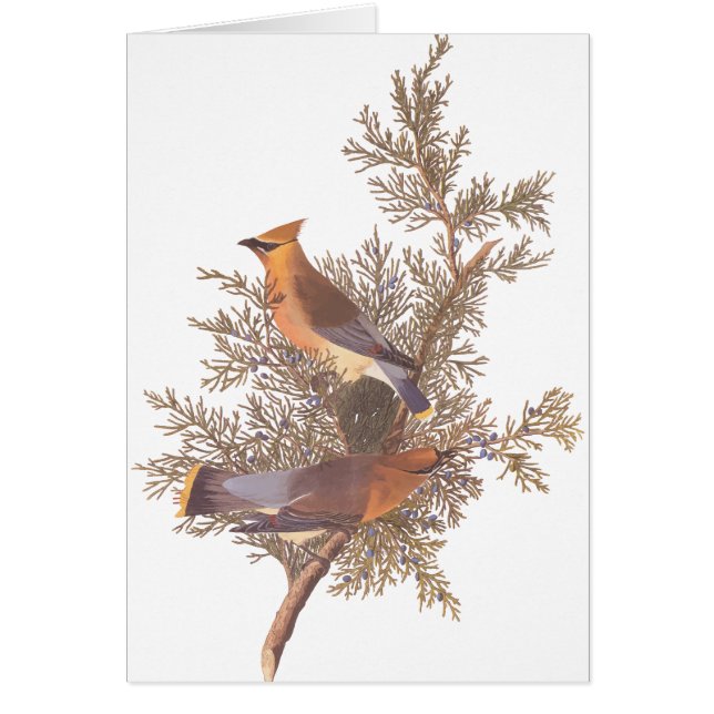 Audubon's Cedar Waxwing Bird Pair on Evergreen Hälsningskort (Framsidan)