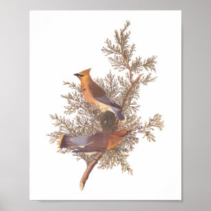 Audubon's Cedar Waxwing Bird Pair on Evergreen Poster