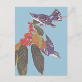 Audubon's Cerulean Warbler Bird Pair med Berries Vykort