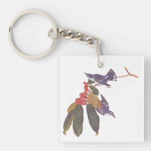 Audubon's Cerulean Warbler Birds with Bear Berries