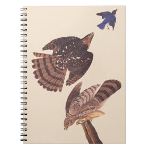 Audubon's Coopers Hawk Bird of Be Anteckningsbok Med Spiral
