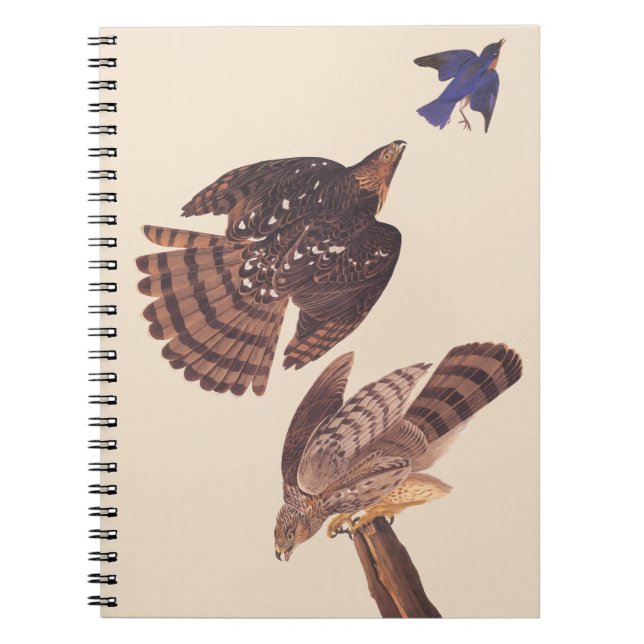 Audubon's Coopers Hawk Bird of Be Anteckningsbok Med Spiral (Framsidan)