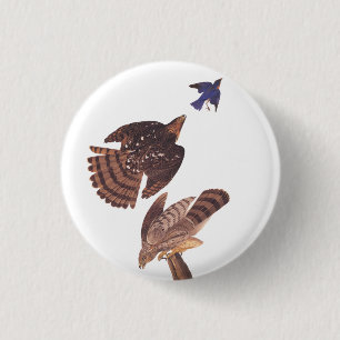 Audubon's Coopers Hawk Bird of Be Knapp