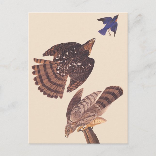 Audubon's Coopers Hawk Bird of Be Vykort (Framsida)