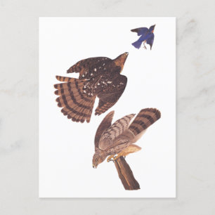 Audubon's Coopers Hawk Bird of Be Vykort