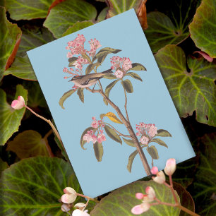Audubon's Cuvier's Kinglet Bird on Rosa Calico-Bus Vykort