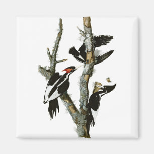 Audubons Elfenben-fakturerade hackspett Magnet