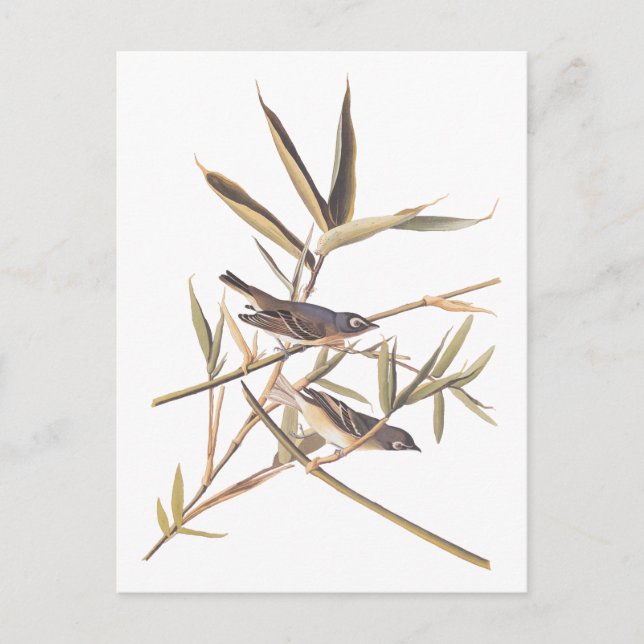 Audubons ensamma vireo flugsnapparfåglar på socker vykort (Framsida)