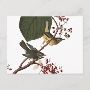 Audubon's Extra Warbler Vykort