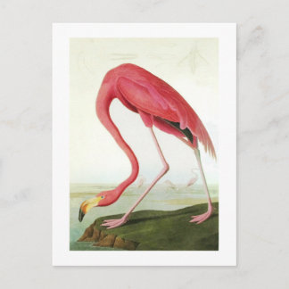 Audubon's Flamingo Vykort