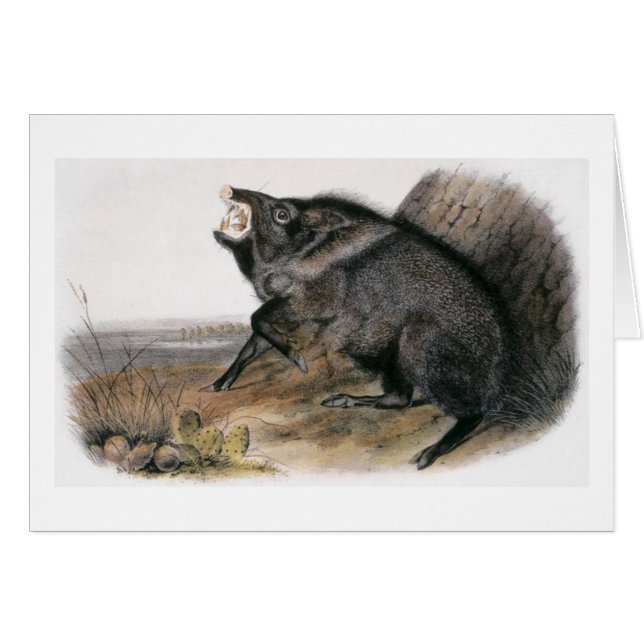 Audubons försåg med krage Peccary Hälsningskort (Framsidan Horizontal)