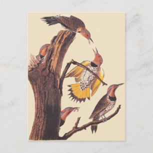 Audubon's Golden-Winged Woodpecker Family of Birds Vykort