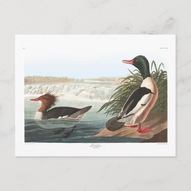 Audubon's Goosander Vykort (Framsida)
