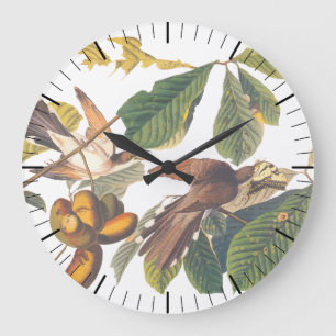Audubons Gult-Billed Cuckoo Birds in Fruit Träd Stor Klocka