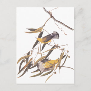 Audubon's Gult Prothonotary Warbler Bird Pair Vykort