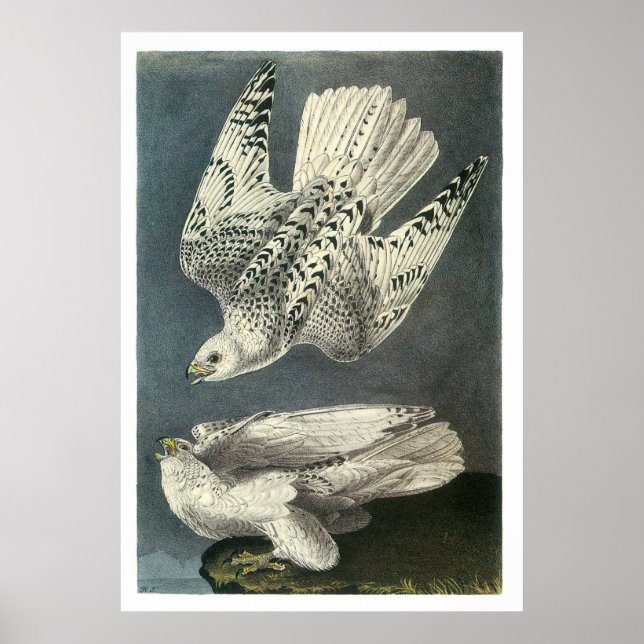 Audubon's Gyrfalcon Poster (Framsidan)