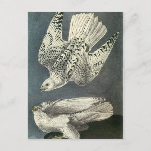 Audubon's Gyrfalcon Vykort